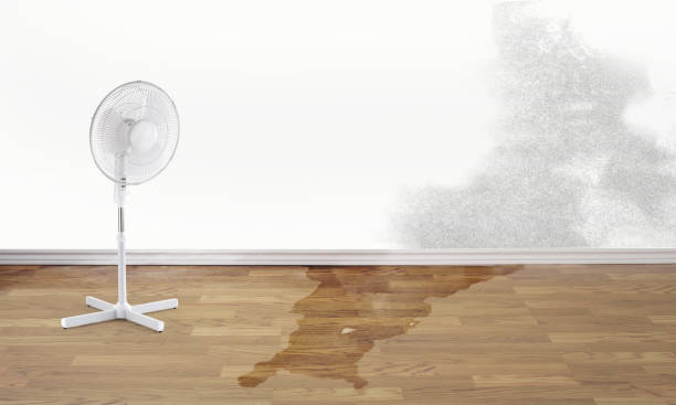 Best Water damage contractors near me  in Hines, OR
